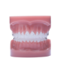 Picture of Phantom Luxe Typodont - Piece