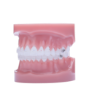 Picture of Phantom Luxe Typodont - Piece