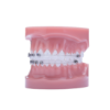 Picture of Razor & Phantom Typodont - Piece